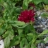 Knautia macedonica -- Mazedonische Witwenblume